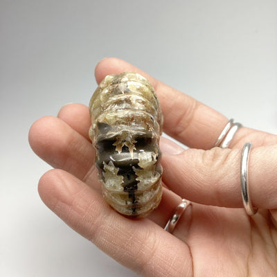 Ammonite Douvilleiceras
