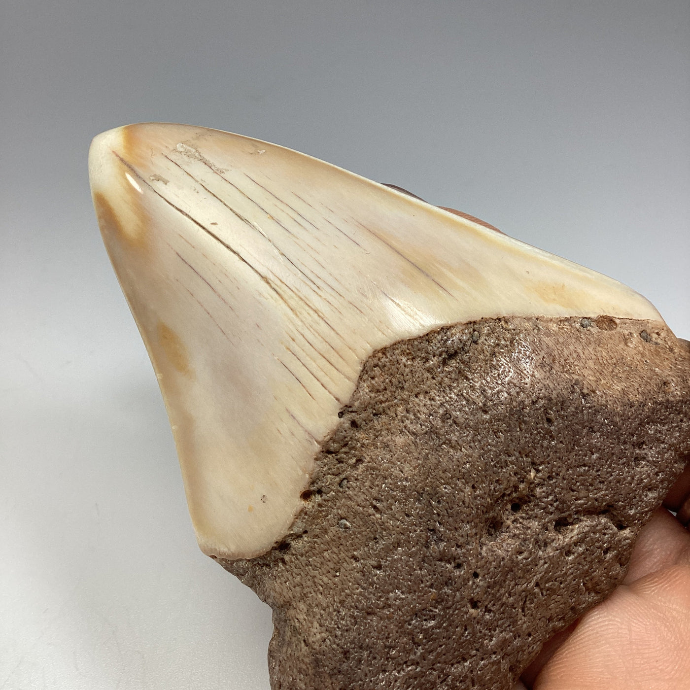 Fossilized Shark Tooth Specimen: White Pacific Megalodon