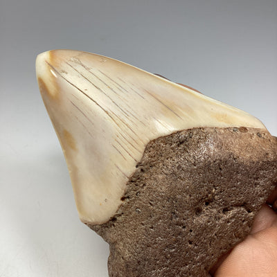 Fossilized Shark Tooth Specimen: White Pacific Megalodon