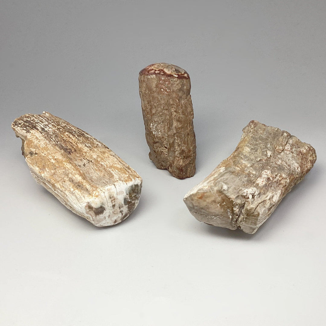 Petrified Wood Branch - Rocks and Gems Canada