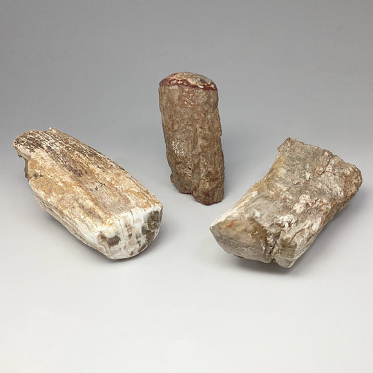 Petrified Wood Branch - Rocks and Gems Canada