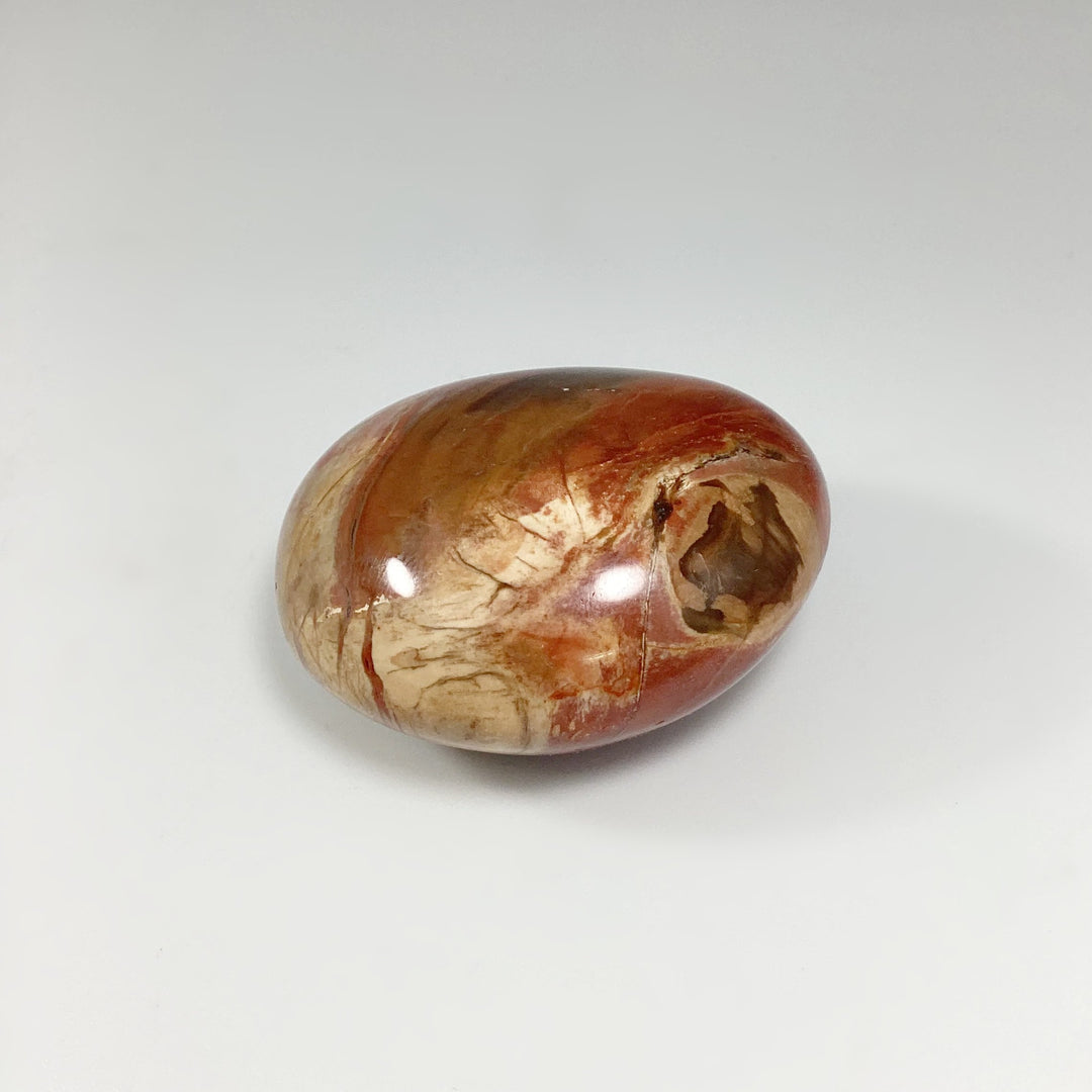 Petrified Wood Tumble - Rocks and Gems Canada