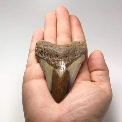 Fossilized Shark Tooth Specimen: Carcharodon Megalodon