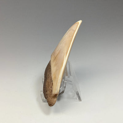 Fossilized Shark Tooth Specimen: White Pacific Megalodon