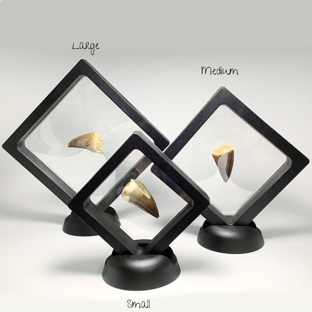 Plastic Display Box - Rocks and Gems Canada