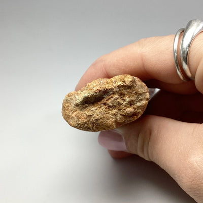 Fossilized Spinosaurus Tooth Specimen
