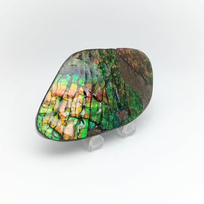 Ammolite Specimen