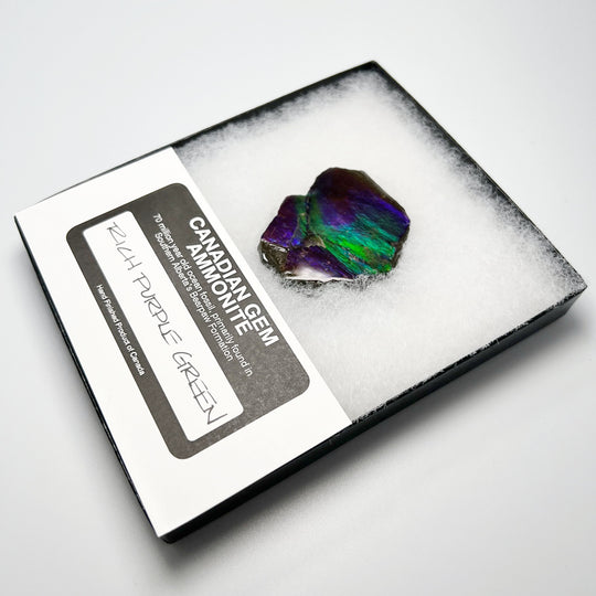 Ammolite Gem Display Box - Rocks and Gems Canada