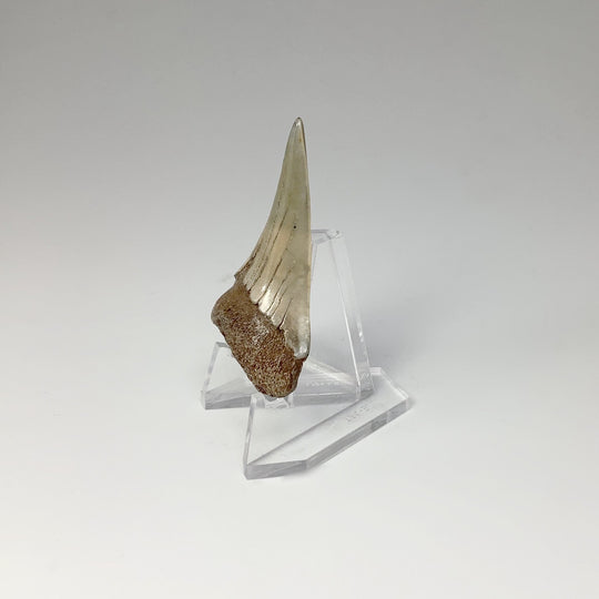 Fossilized Shark Tooth Specimen: Mako - Rocks and Gems Canada