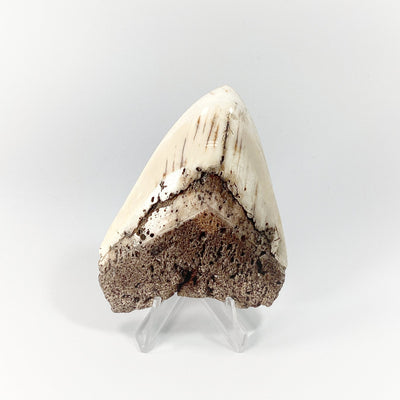 Fossilized Shark Tooth Specimen: White Pacific Megalodon