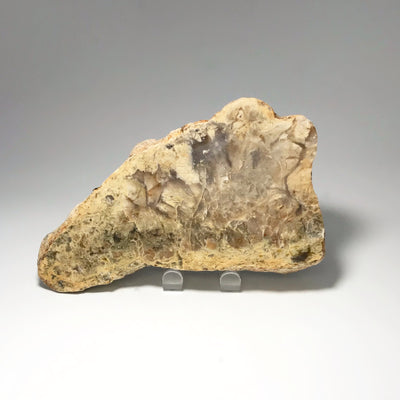 Agatized Coprolite