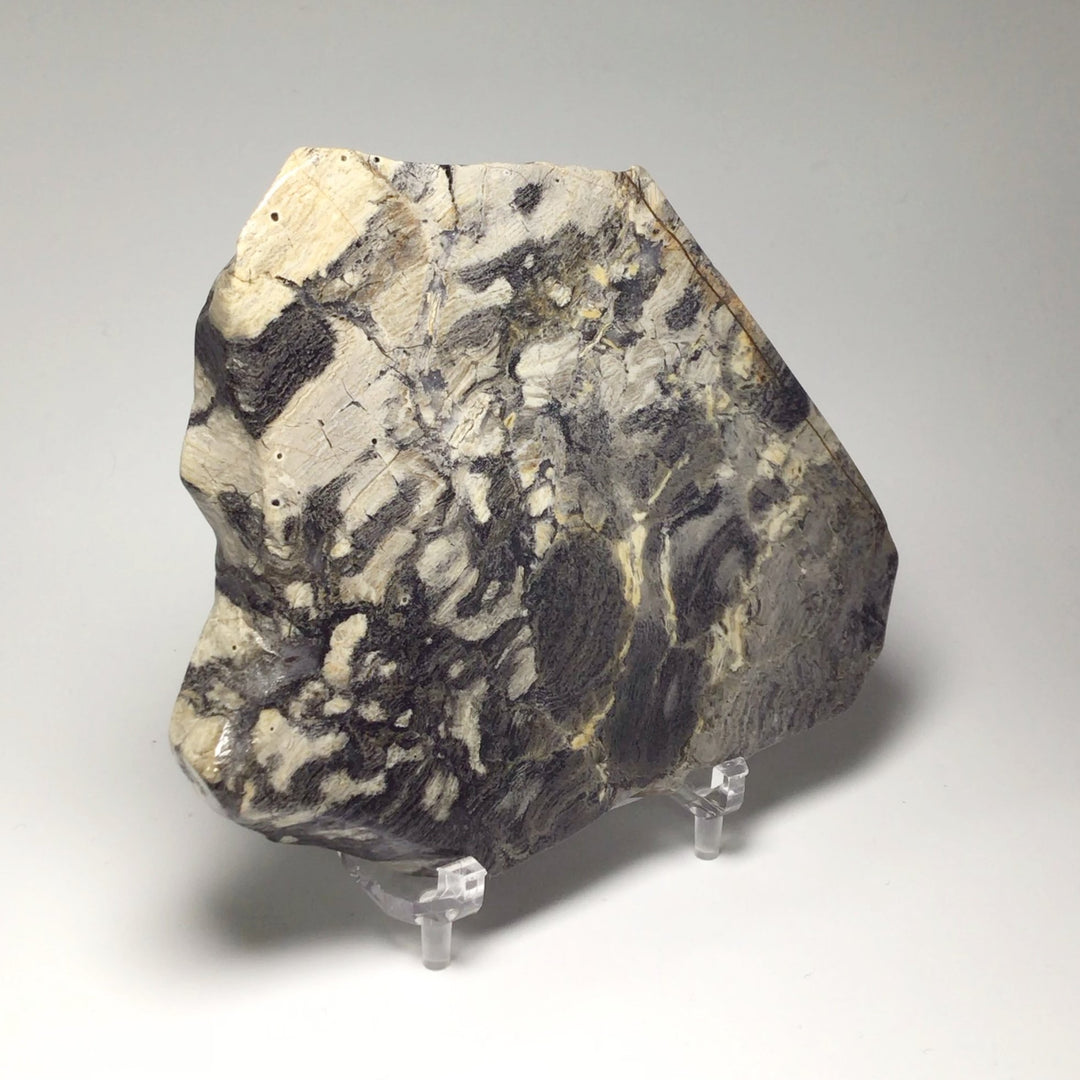 Silver Leaf Jasper Slice - Rocks and Gems Canada