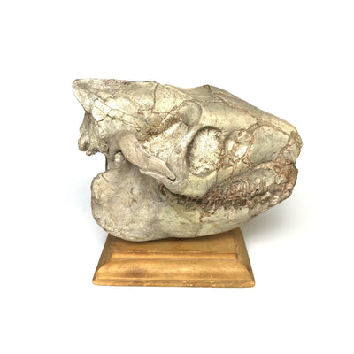 Fossilized Oreodon Skull Specimen