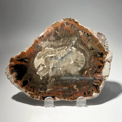 Araucaria Petrified Wood Slice