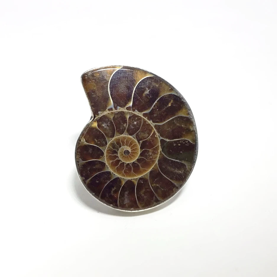 Ammonite Ring