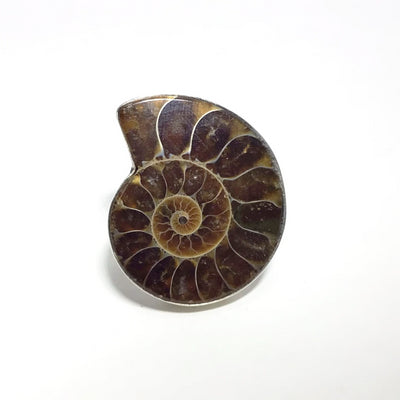 Ammonite Ring