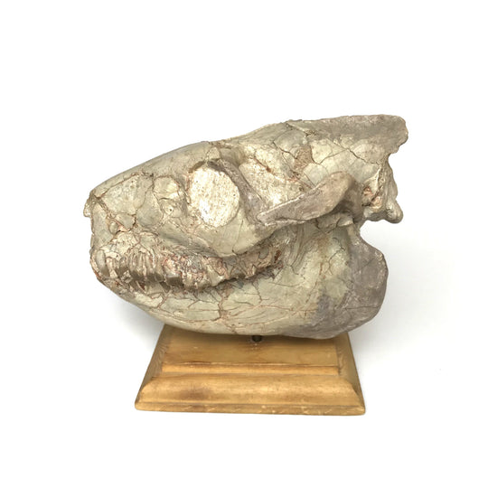Fossilized Oreodon Skull Specimen - Rocks and Gems Canada
