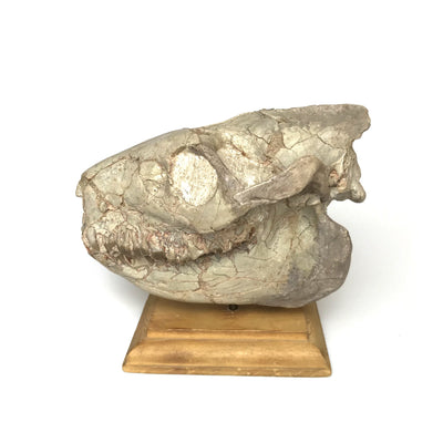 Fossilized Oreodon Skull Specimen