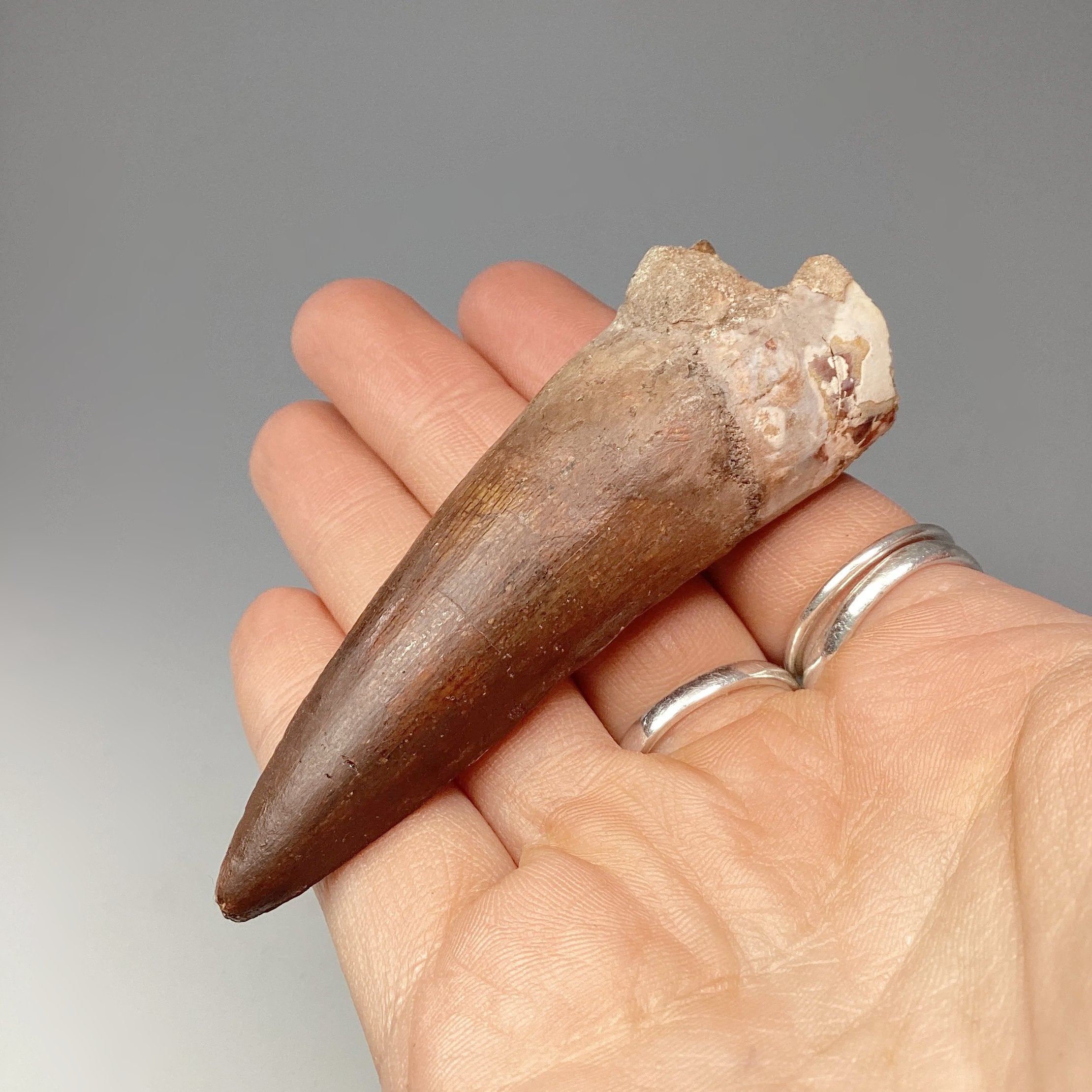 Fossilized Spinosaurus Tooth Specimen - Rocks and Gems Canada