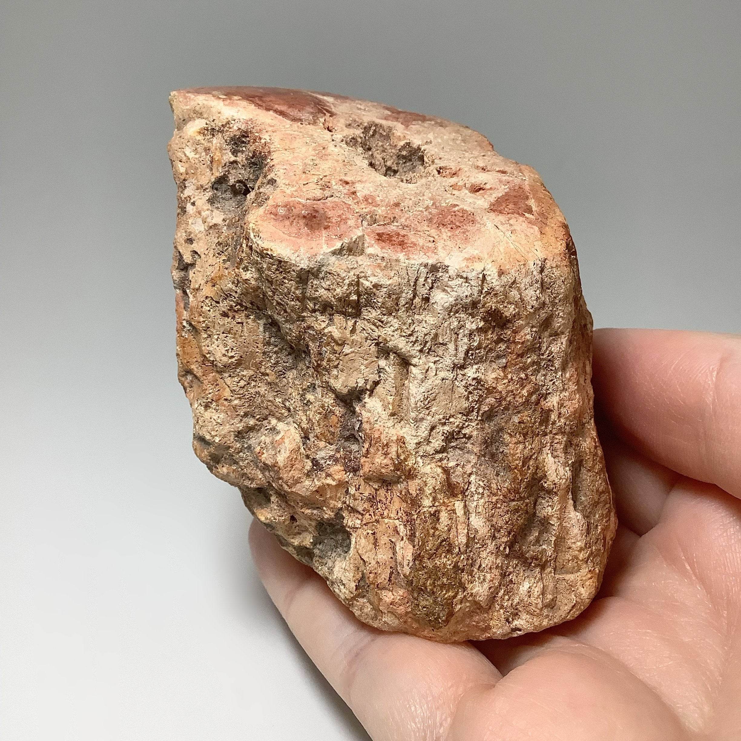 Red Petrified Wood Branch - Rocks and Gems Canada