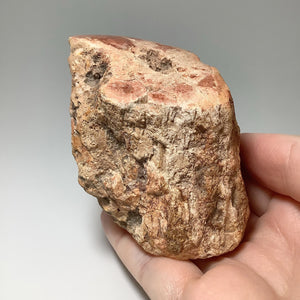 Red Petrified Wood Branch