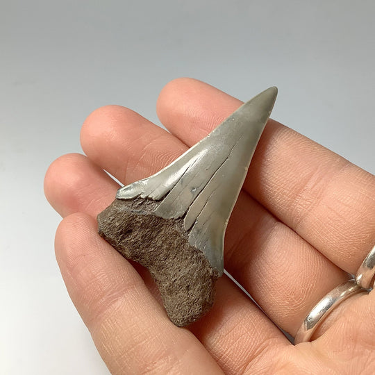 Fossilized Shark Tooth Specimen: Mako - Rocks and Gems Canada