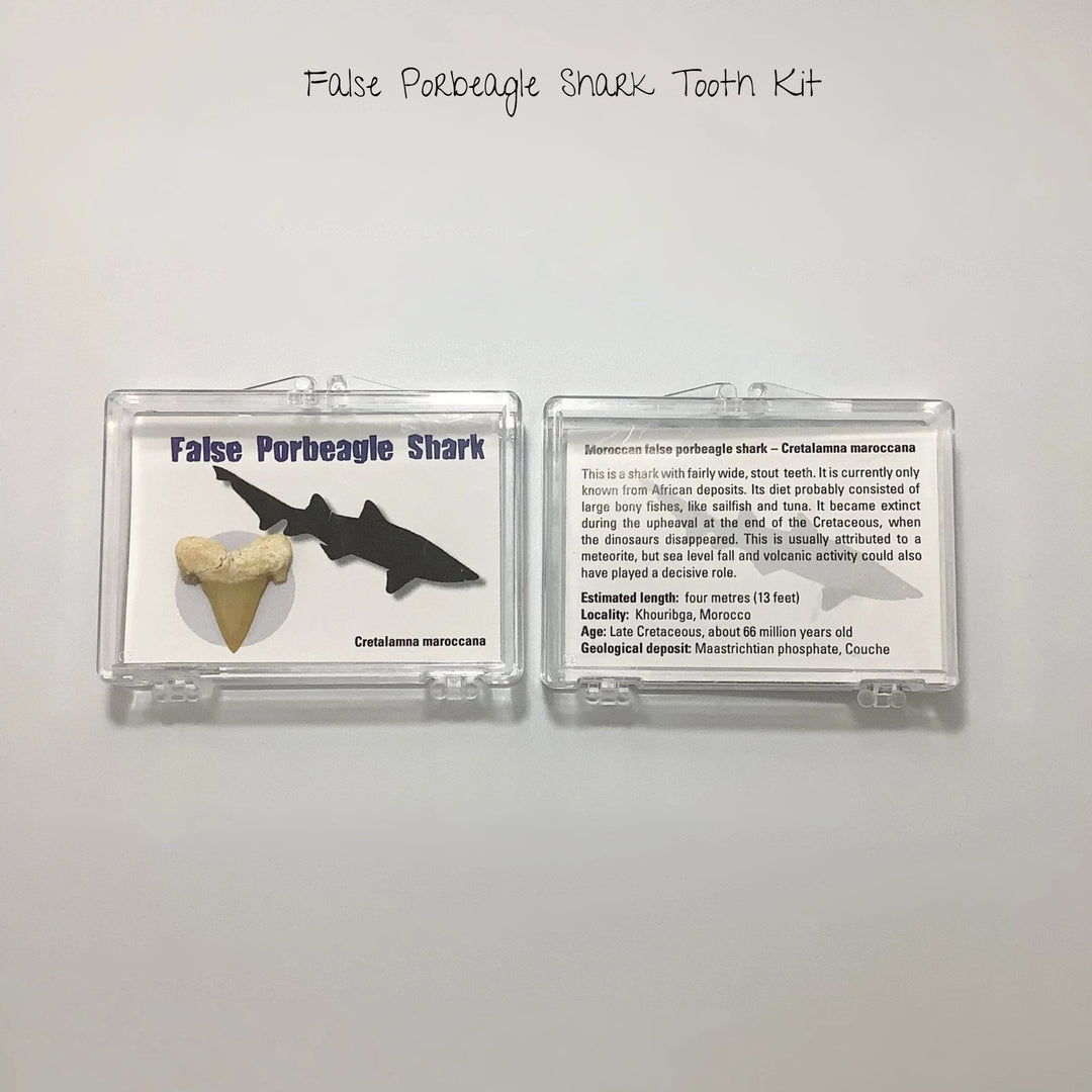Small Fossilized Shark Tooth Kit - Rocks and Gems Canada