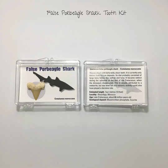 Small Fossilized Shark Tooth Kit - Rocks and Gems Canada