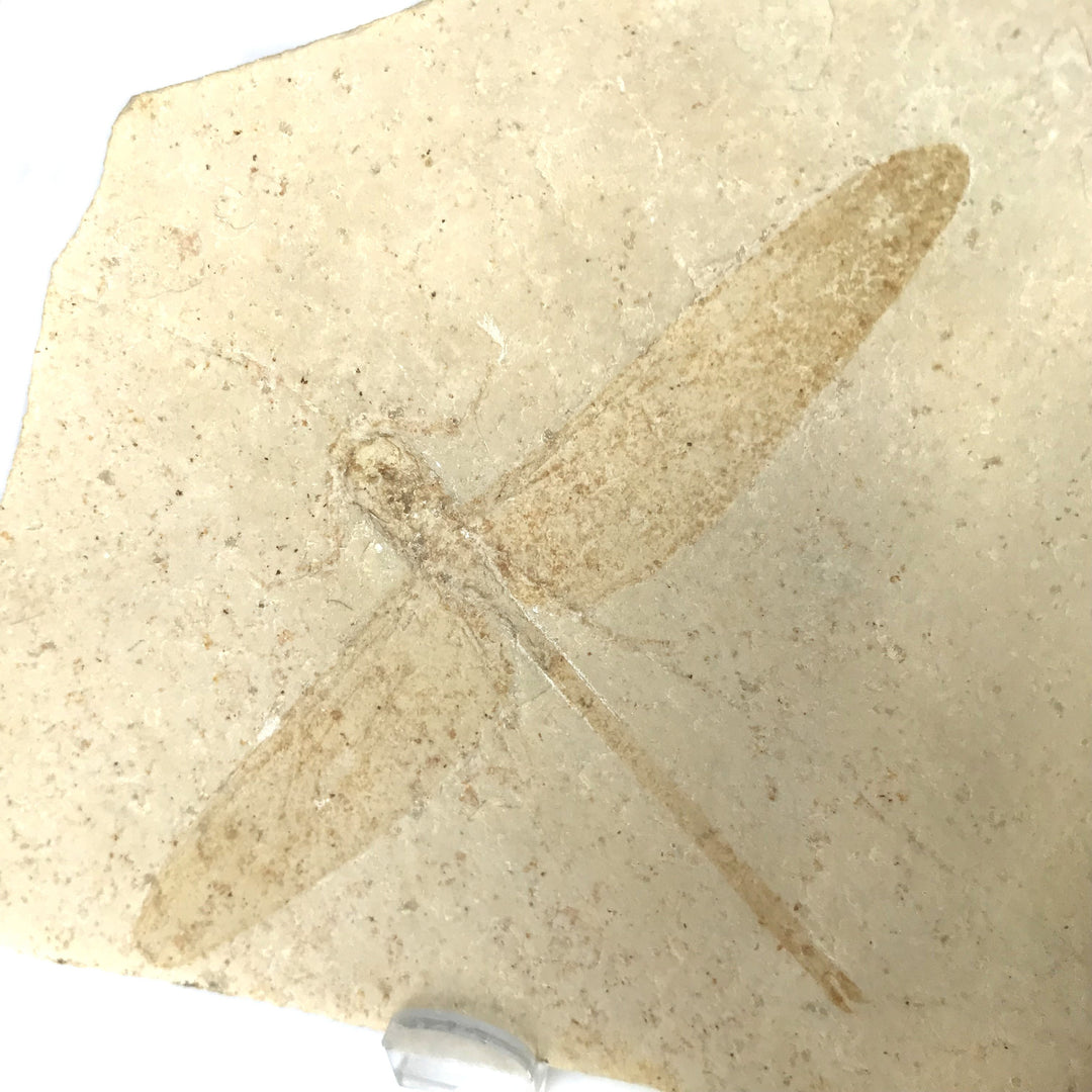 Dragonfly Fossil - Rocks and Gems Canada