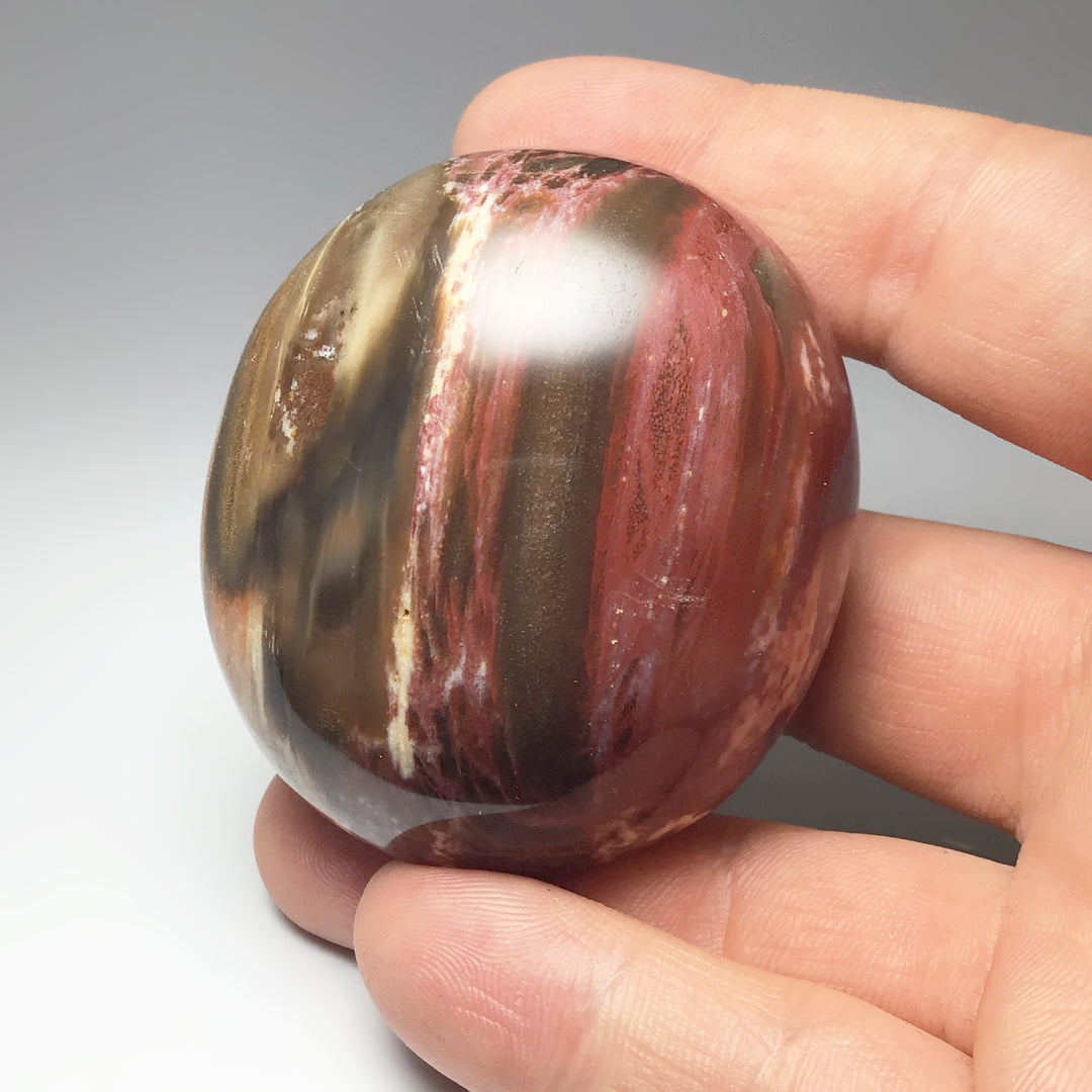 Petrified Wood Tumble - Rocks and Gems Canada