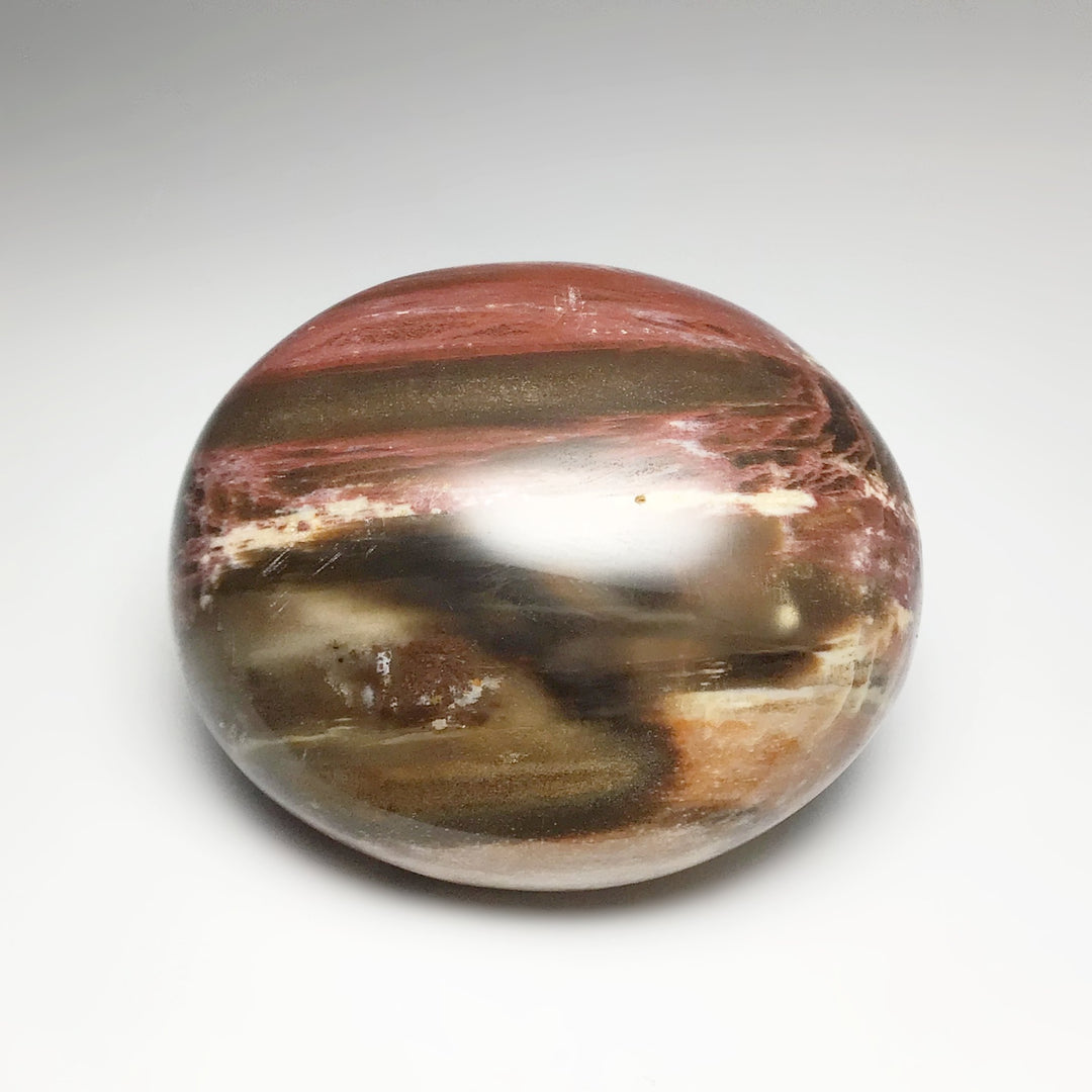 Petrified Wood Tumble - Rocks and Gems Canada