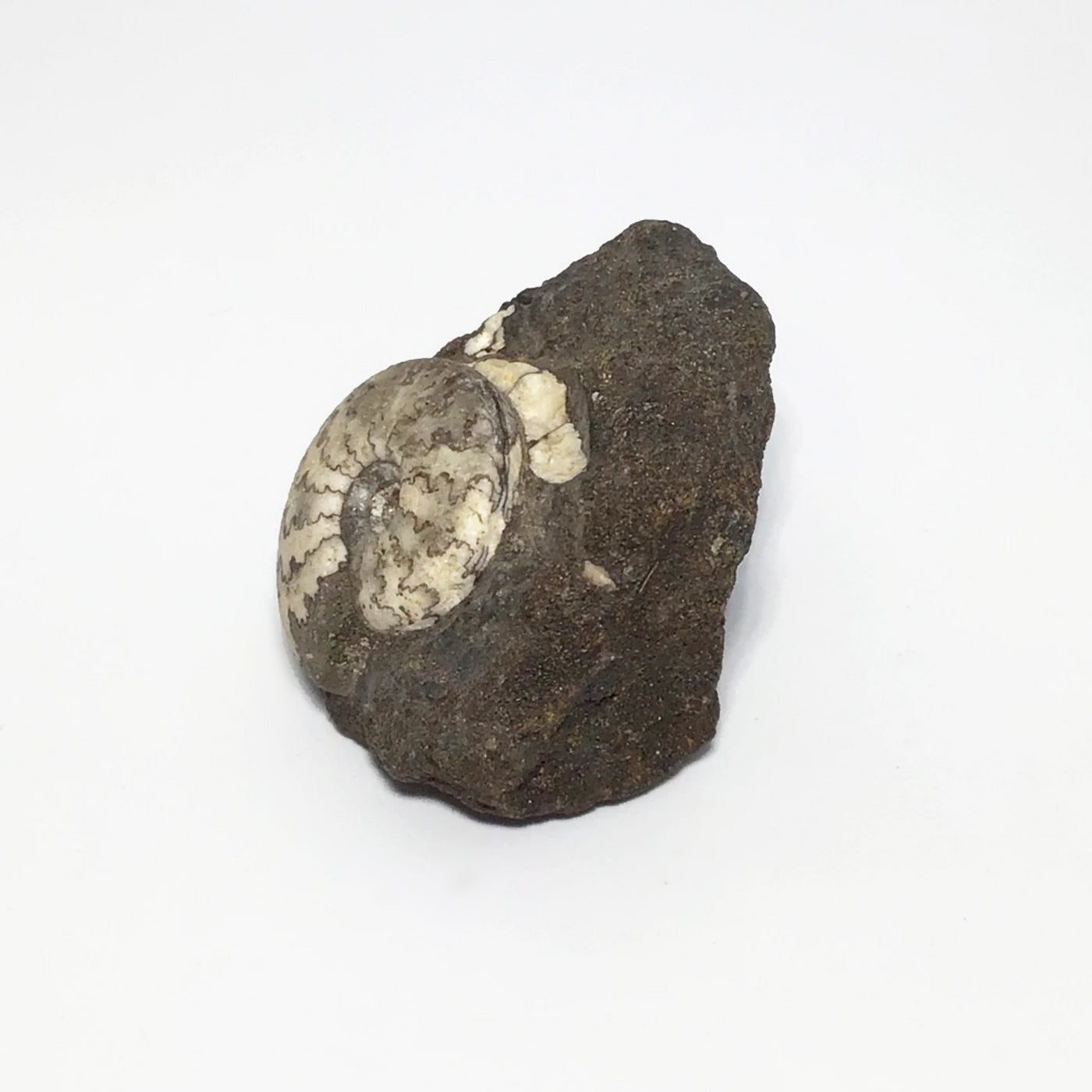 Ammonite Craspedite at $89 Each