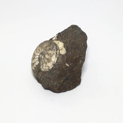 Ammonite Craspedite at $89 Each