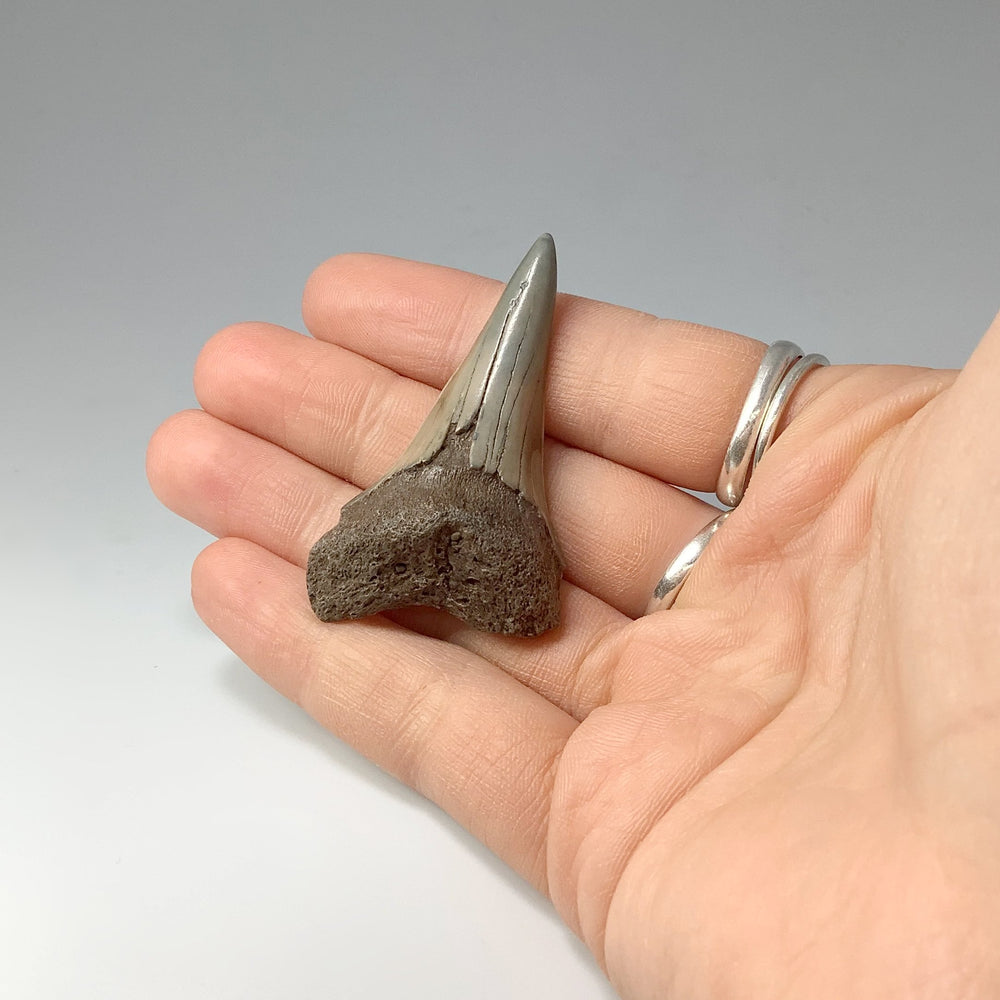 Fossilized Shark Tooth Specimen: Mako - Rocks and Gems Canada
