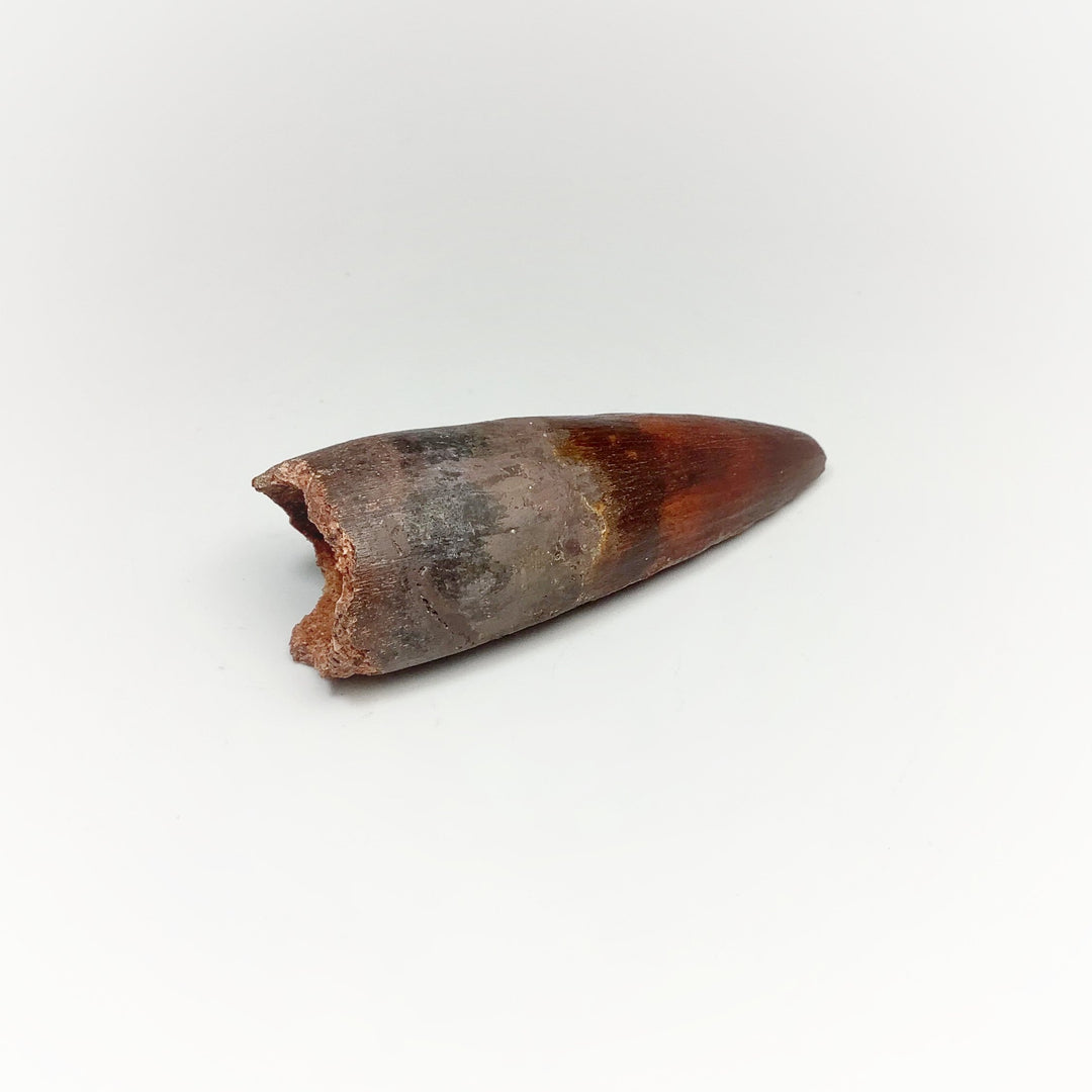 Fossilized Spinosaurus Tooth Specimen - Rocks and Gems Canada
