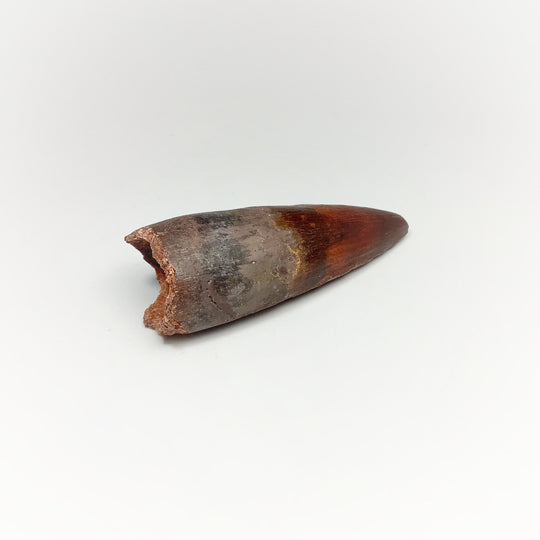 Fossilized Spinosaurus Tooth Specimen - Rocks and Gems Canada