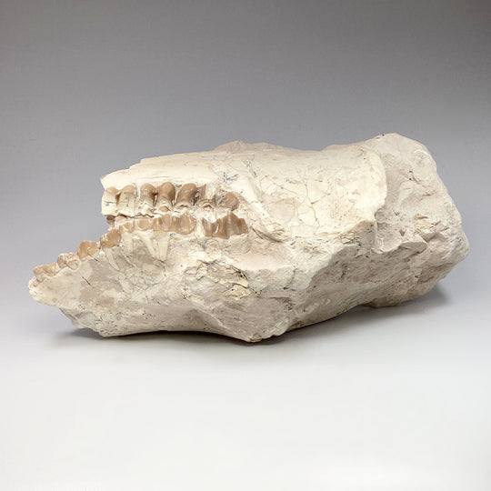 Fossilized Oreodon Skull Specimen