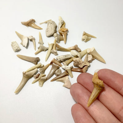 Mixed Small Fossilized Prehistoric Shark Teeth Kit