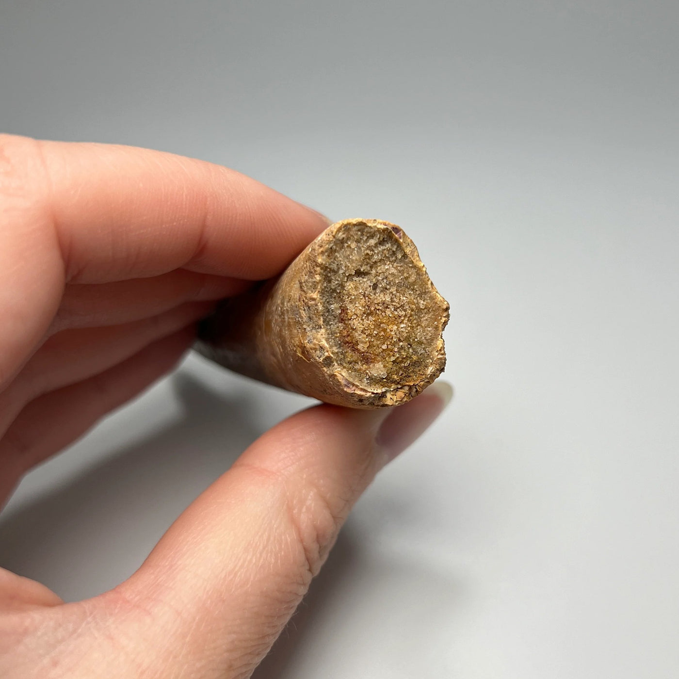 Fossilized Spinosaurus Tooth Specimen