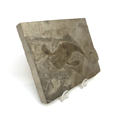 Eurypterid Fossil