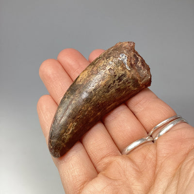 Fossilized Carcharodontosaurus Dinosaur Tooth Specimen