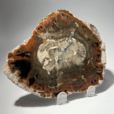 Araucaria Petrified Wood Slice