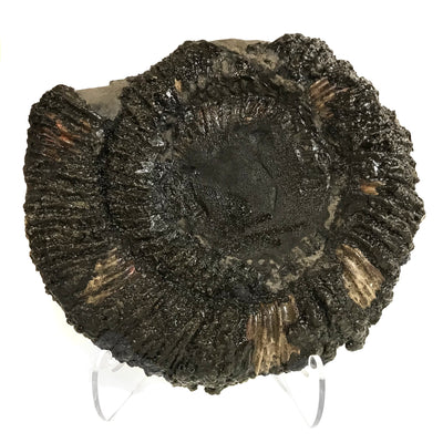 Ammonite Spitoniceras