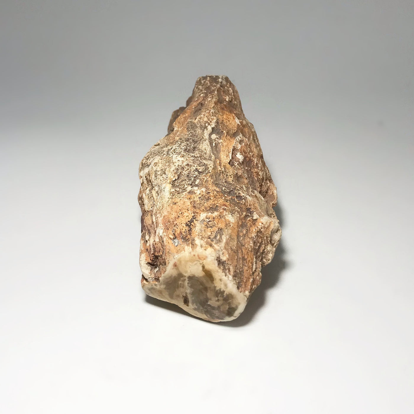 Petrified Wood Branch