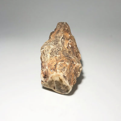 Petrified Wood Branch