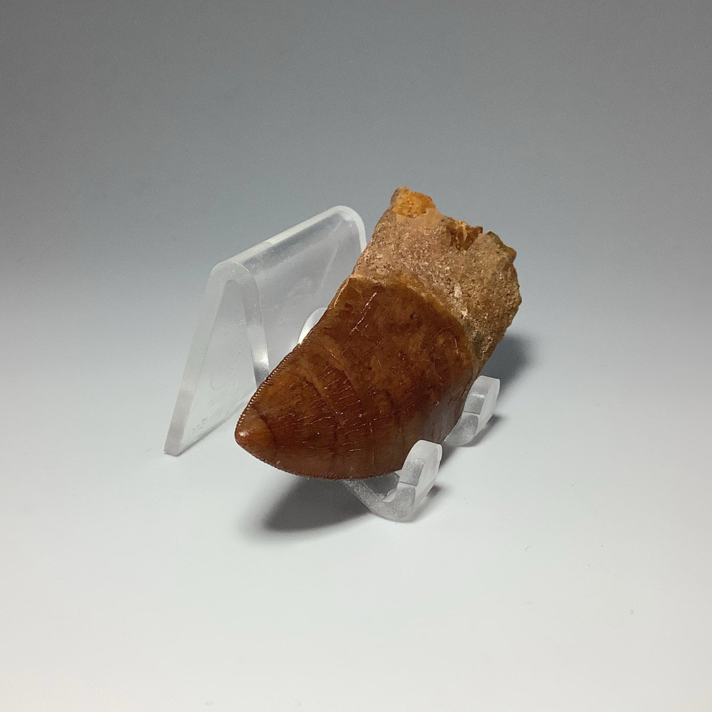 Fossilized Carcharodontosaurus Dinosaur Tooth Specimen