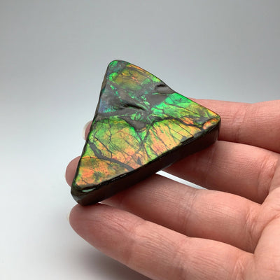 Ammolite Specimen