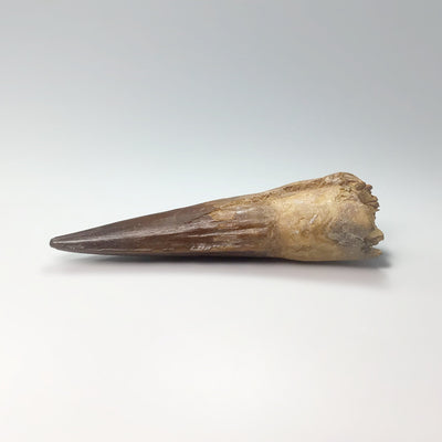 Fossilized Spinosaurus Tooth Specimen