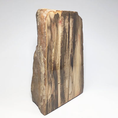 Petrified Wood Stand Up