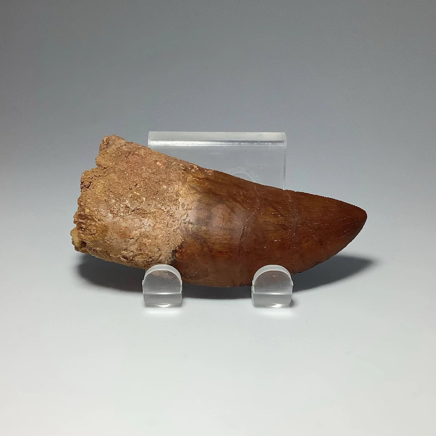 Fossilized Carcharodontosaurus Dinosaur Tooth Specimen